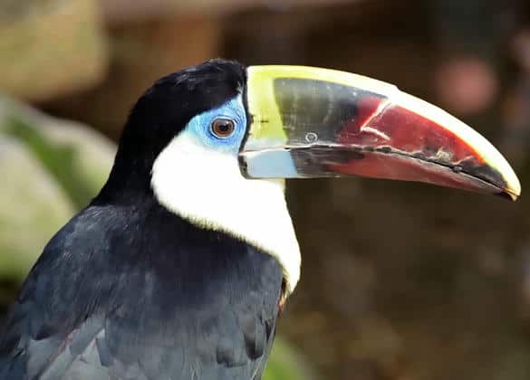 動物図鑑・シロムネオオハシ